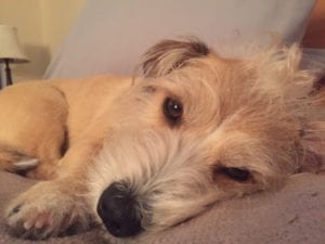 Image of a sleepy dog laying on a couch